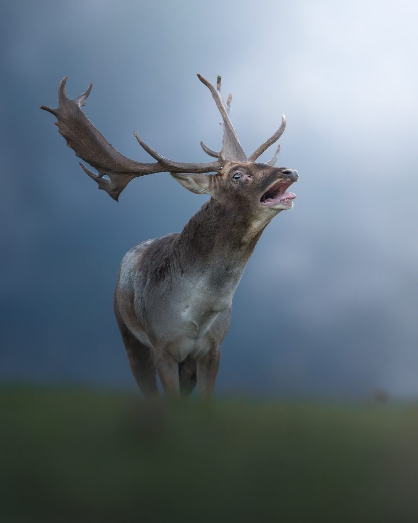 sessione-fotografica-Bramito-del-Daino-Monte-Catria-bramito-periodo-degli-amori