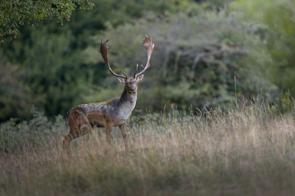 sessione-fotografica-Bramito-del-Daino-Monte-Catria-daino-che-cammina