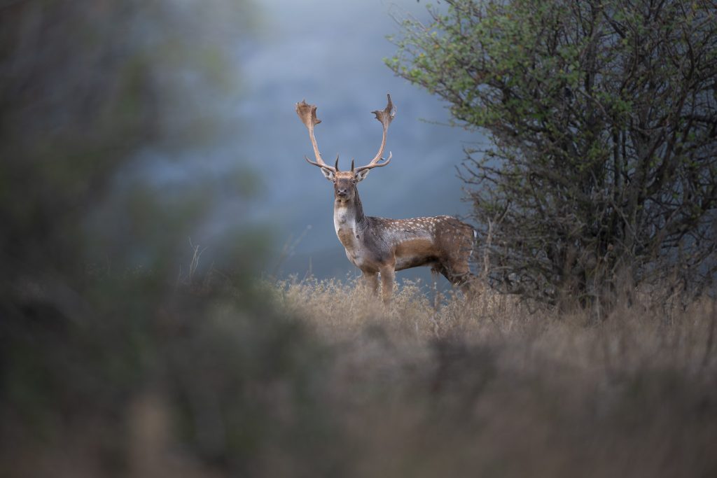 sessione-fotografica-Bramito-del-Daino-Monte-Catria-ambiantata