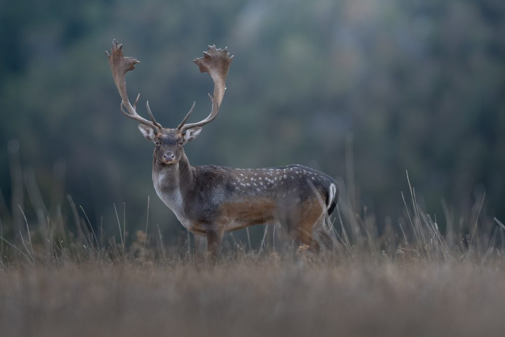 sessione-fotografica-Bramito-del-Daino-Monte-Catria-daino-maschio-adulto