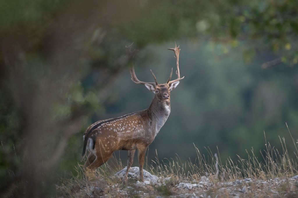 sessione-fotografica-Bramito-del-Daino-Monte-Catria-giovane