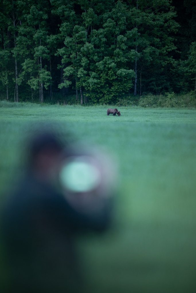 backstage-primavera-slovacchia-fotografia-naturalistica-orso-bruno