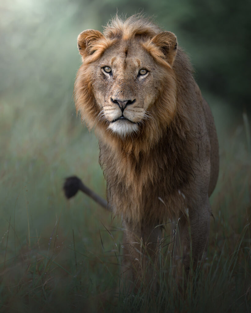 safari-nel-parco-nazionale-del-kruger-leone-fotografia-naturalistica