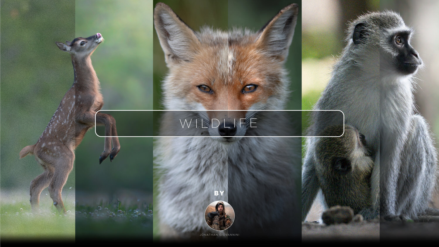 locandina-editing-corso-fotografico-wildlife