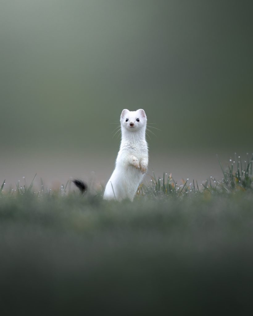 WINTER-Svizzera-tour-fotografico-fotografia-wild-life-ermellino-manto-invernale