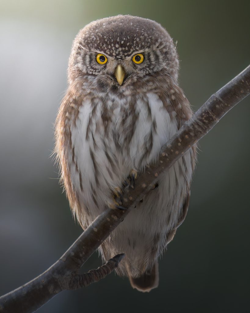 WINTER-Svizzera-tour-fotografico-fotografia-wild-life-civetta-nana