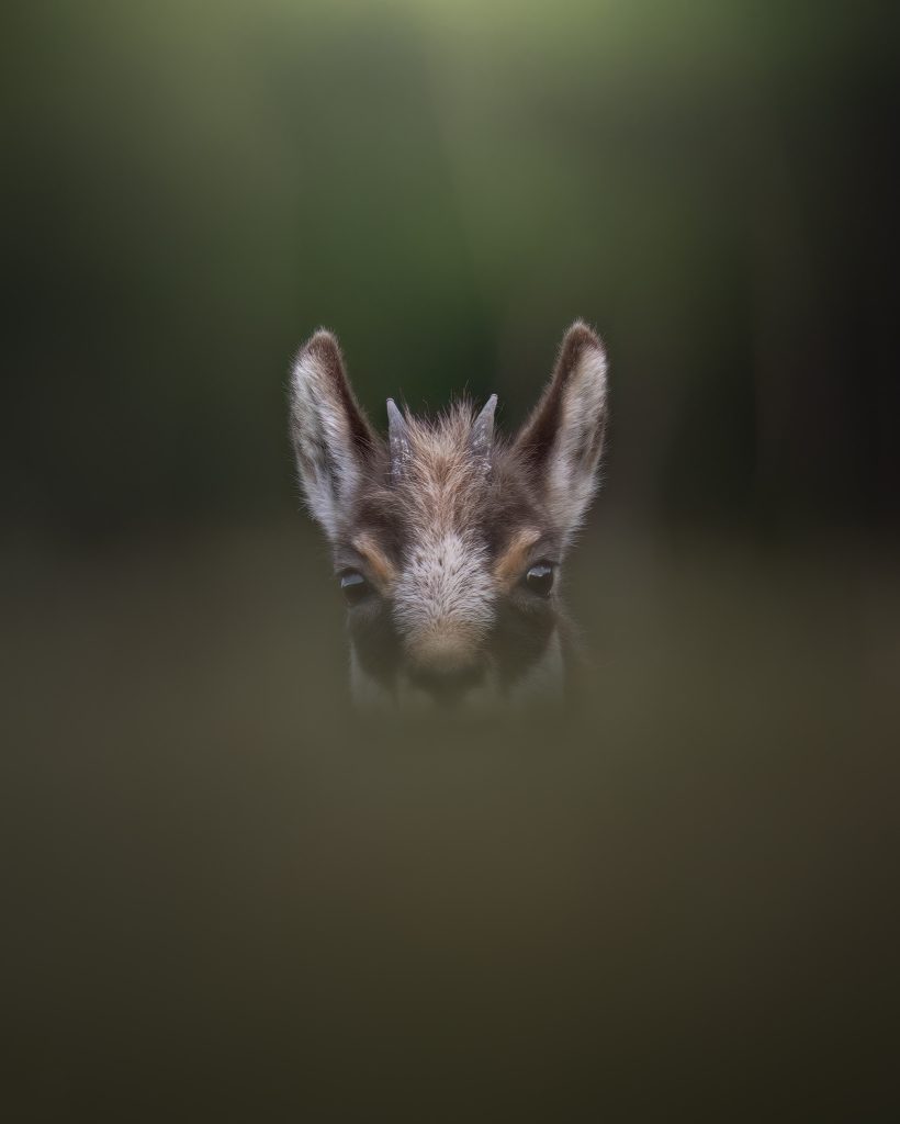 WINTER-Svizzera-tour-fotografico-fotografia-wild-life-cucclio-di-camoscio
