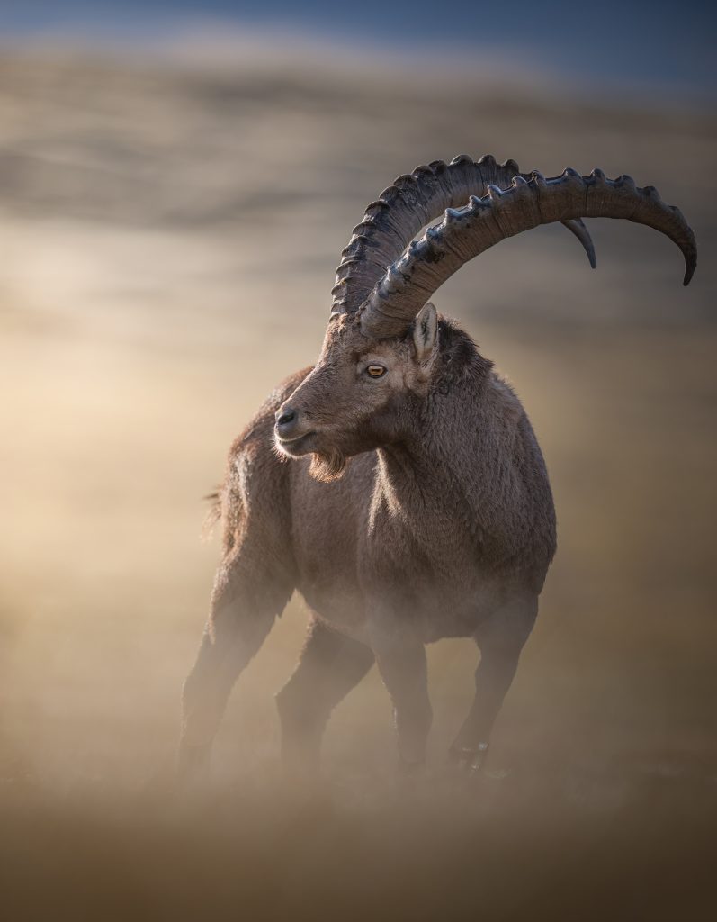 WINTER-Svizzera-tour-fotografico-fotografia-wild-life-stambecco-adulto