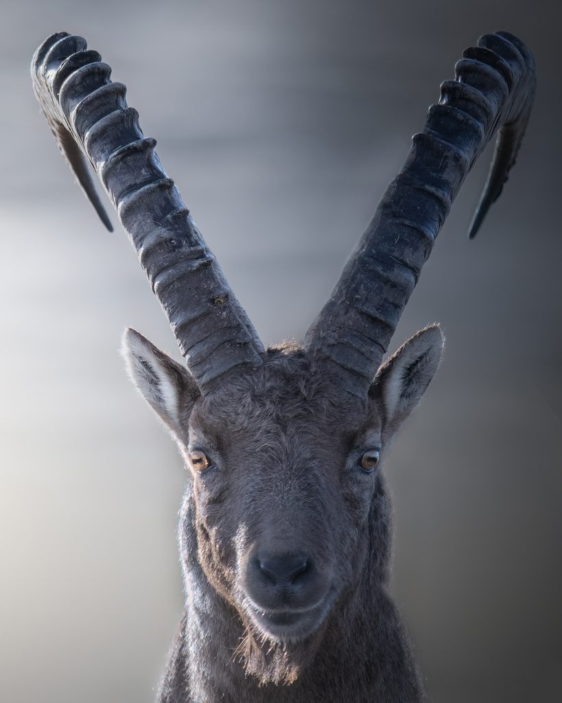 WINTER-Svizzera-tour-fotografico-fotografia-wild-life-close-up-stambecco