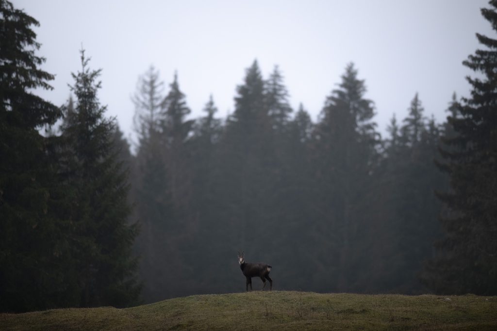 WINTER-Svizzera-tour-fotografico-fotografia-wild-life-camoscio-ambiantato-panorama