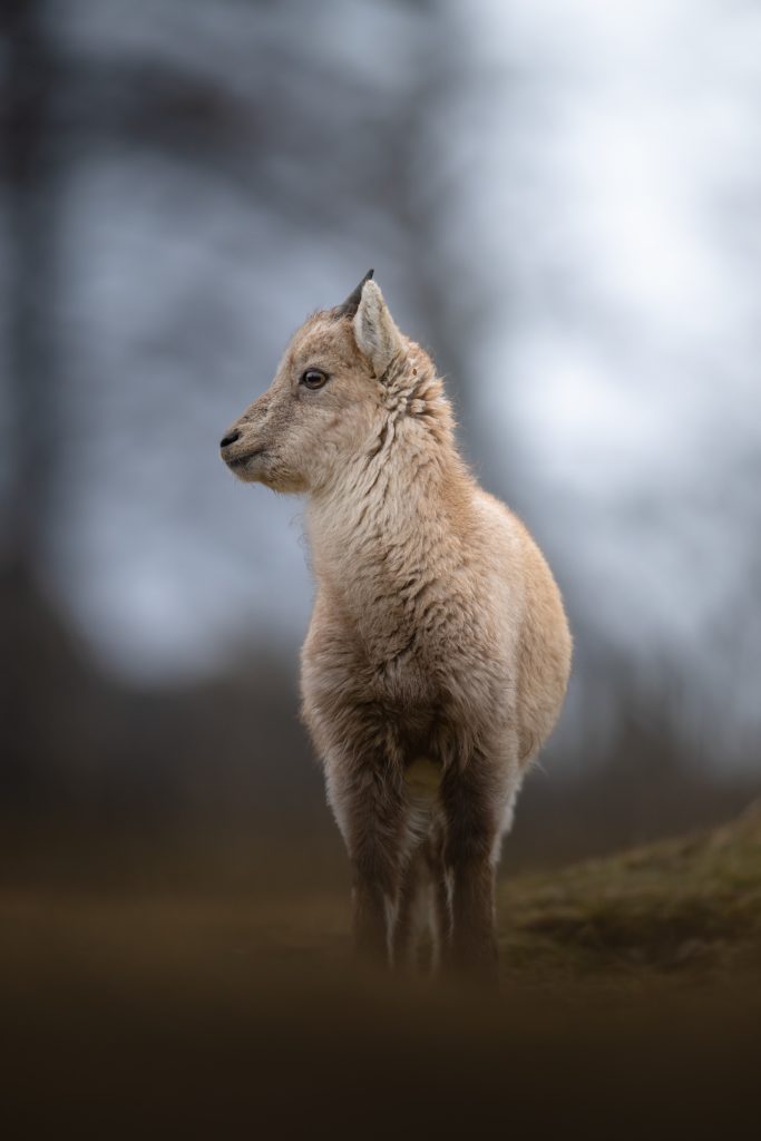 WINTER-Svizzera-tour-fotografico-fotografia-wild-life-cucciolo-si-stambecco