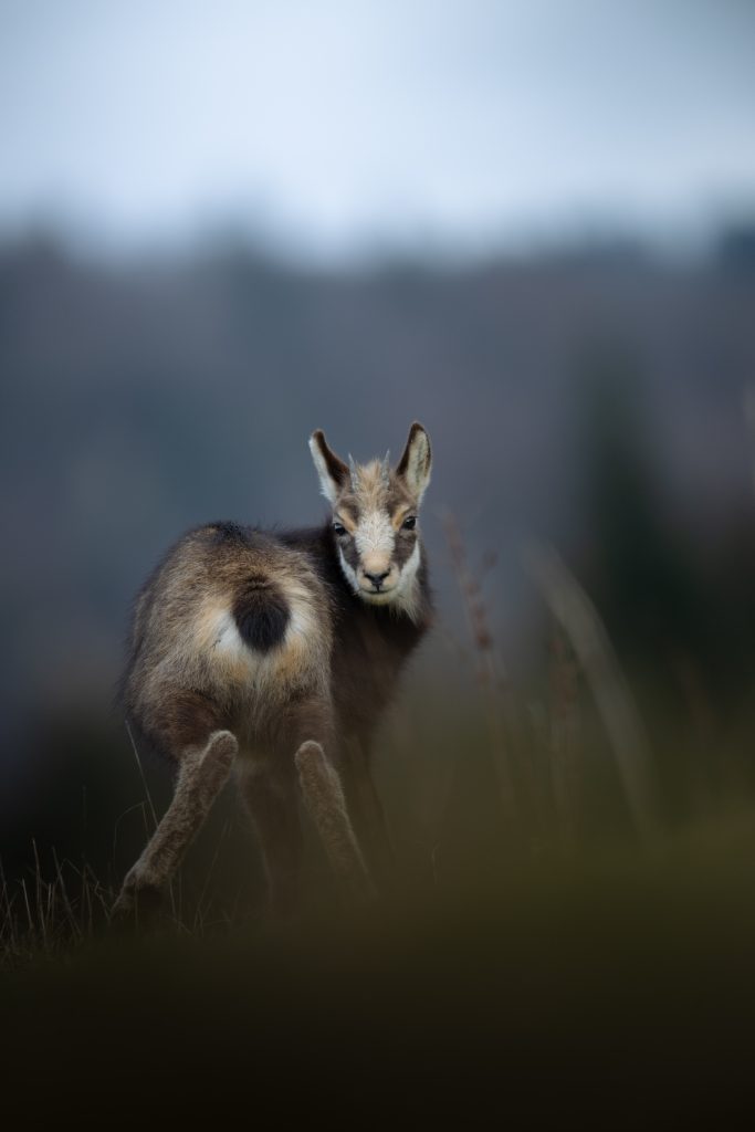 WINTER-Svizzera-tour-fotografico-fotografia-wild-life-cucciolo-di-camoscio