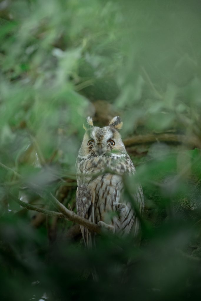 WINTER-Svizzera-tour-fotografico-fotografia-wild-life-gufo