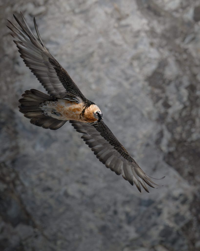 WINTER-Svizzera-tour-fotografico-fotografia-wild-life-gipeto-in-volo