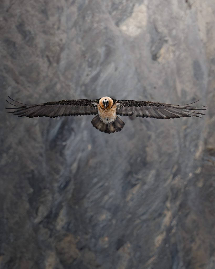 WINTER-Svizzera-tour-fotografico-fotografia-wild-life-gipto-in-volo