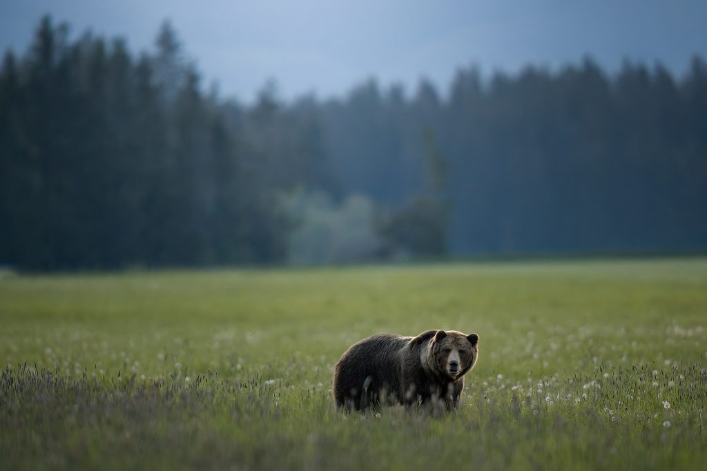 tour-fotografico-wild-bear-slovacchia-fotografia-naturalistica-orso-bruno-golem-che-osserva