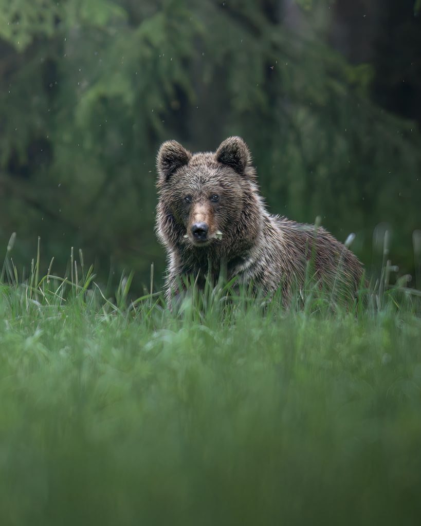 tour-fotografico-wild-bear-slovacchia-fotografia-naturalistica-orso-bruno-tra-i-soffioni-tarassaco