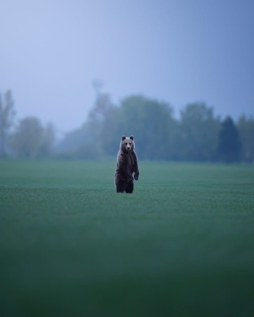 tour-fotografico-wild-bear-slovacchia-fotografia-naturalistica-orso-bruno-su-due-zampe