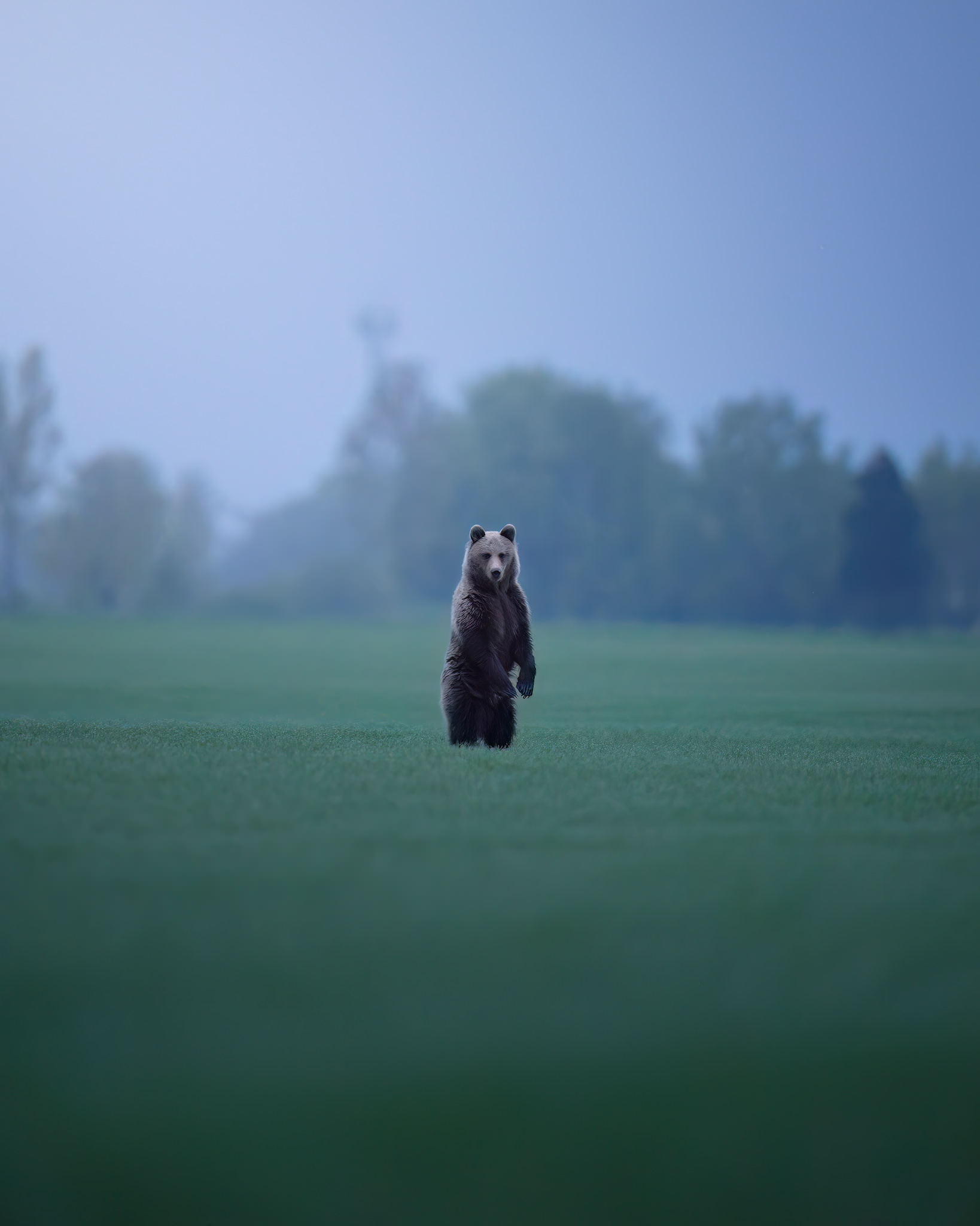 tour-fotografico-wild-bear-slovacchia-fotografia-naturalistica-orso-bruno-in-piedi