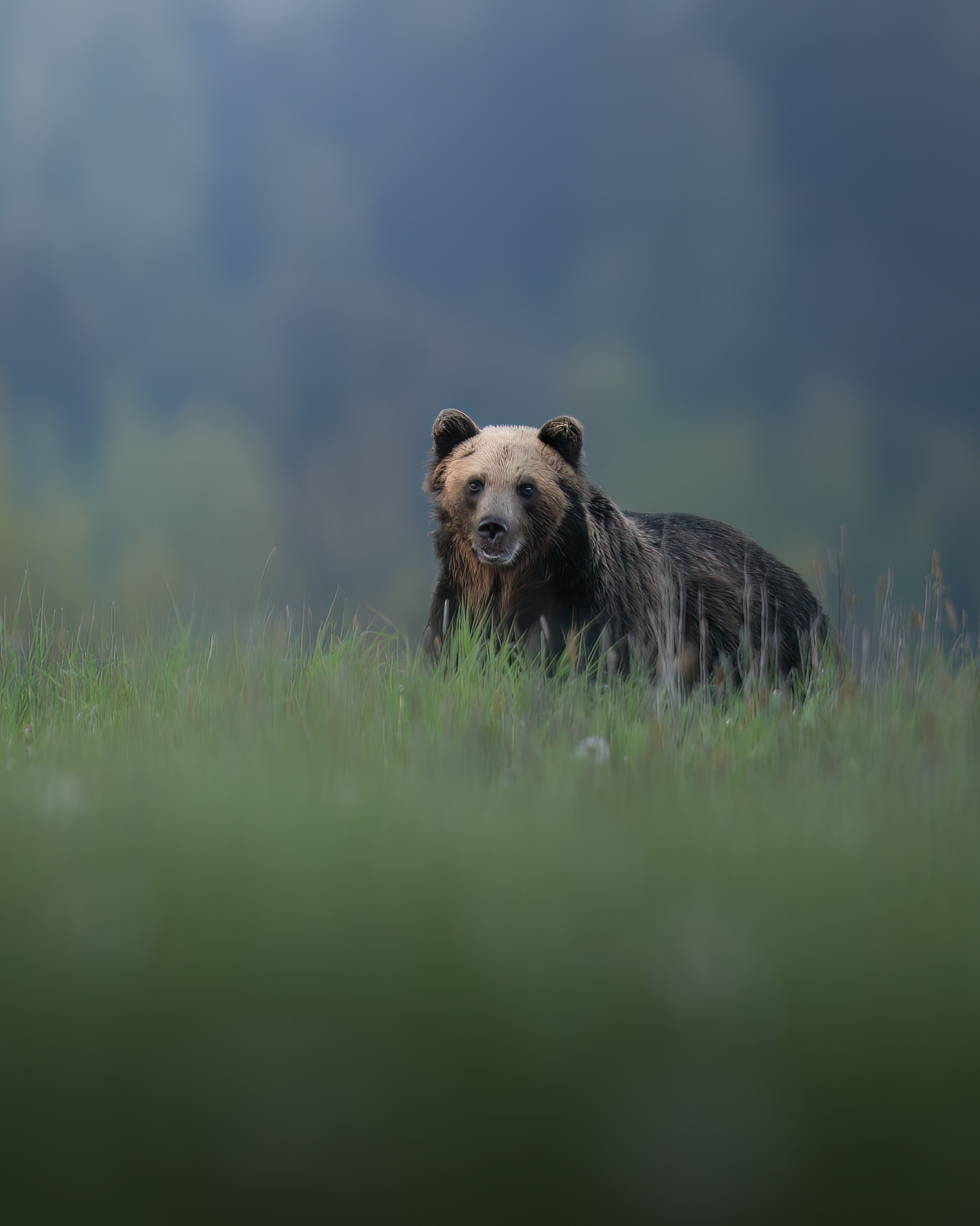 tour-fotografico-wild-bear-slovacchia-fotografia-naturalistica-orso-bruno-che-osserva