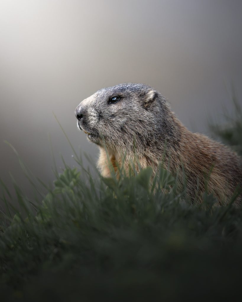Workshop-estate-nel-parco-nazionale-dello-stelvio-fotografia-natralistica-marmotta