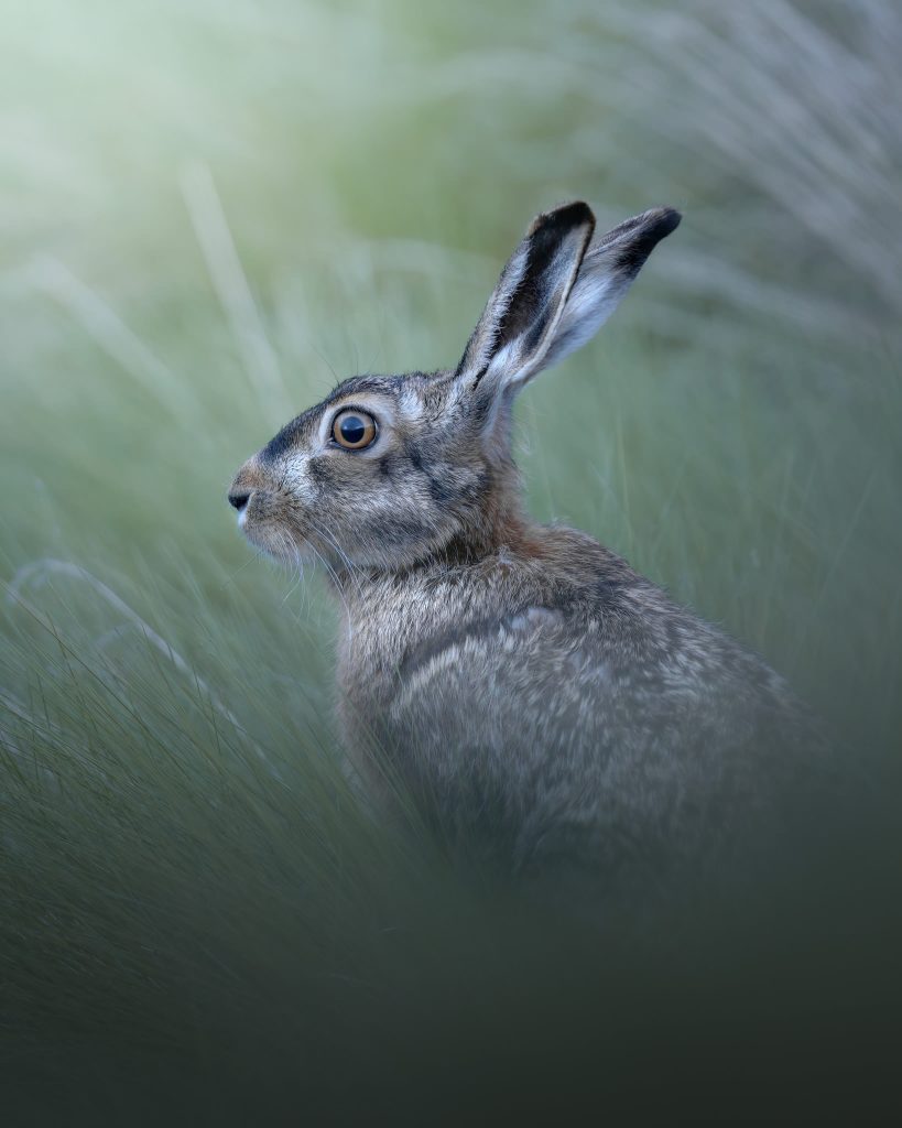 Workshop-estate-nel-parco-nazionale-dello-stelvio-fotografia-natralistica-lepre-selvatica