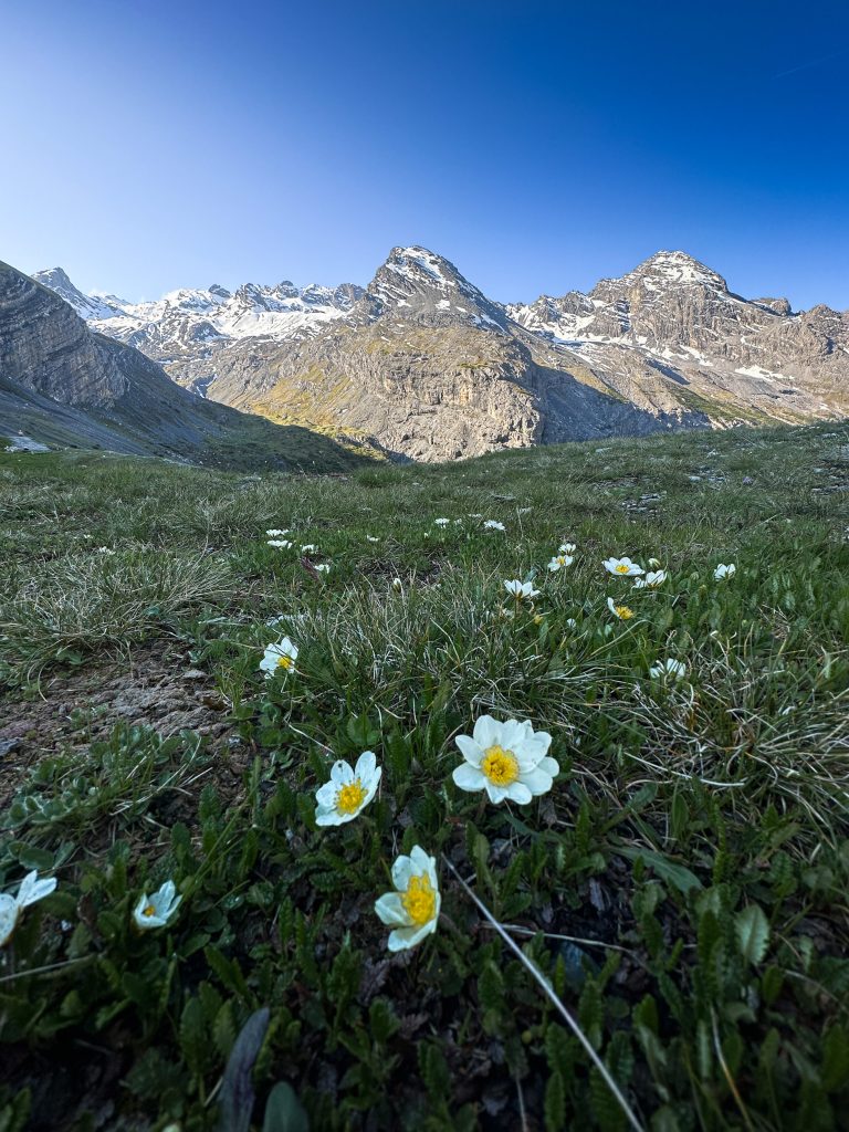 Workshop-estate-nel-parco-nazionale-dello-stelvio-fotografia-natralistica-paesaggiocio-con-fiori-backstage