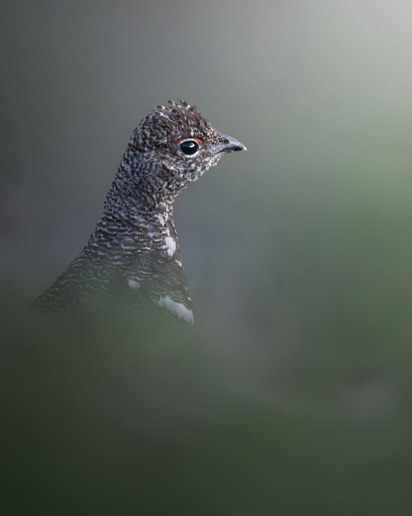 Workshop-estate-nel-parco-nazionale-dello-stelvio-fotografia-natralistica-pernice-close-up