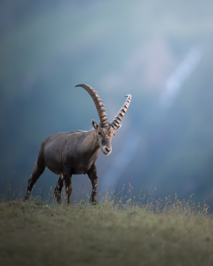 Workshop-estate-nel-parco-nazionale-dello-stelvio-fotografia-natralistica-stambecco-che-cammina