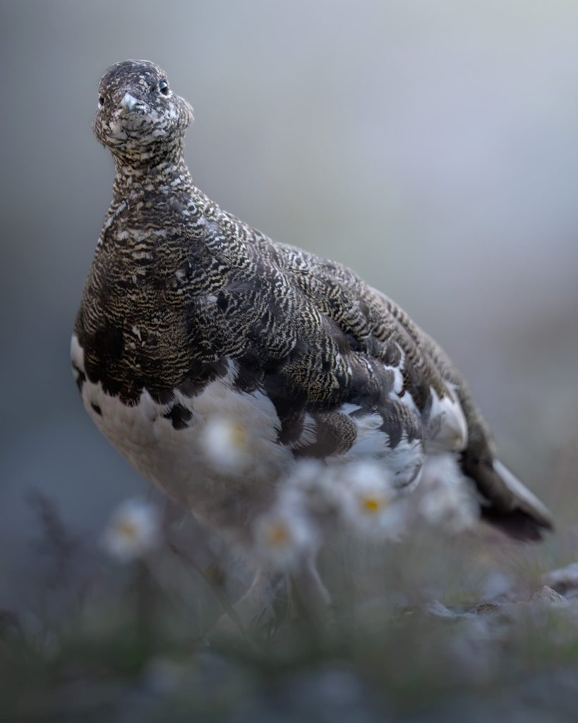 Workshop-estate-nel-parco-nazionale-dello-stelvio-fotografia-natralistica-pernice-cambia-il-piumaggio