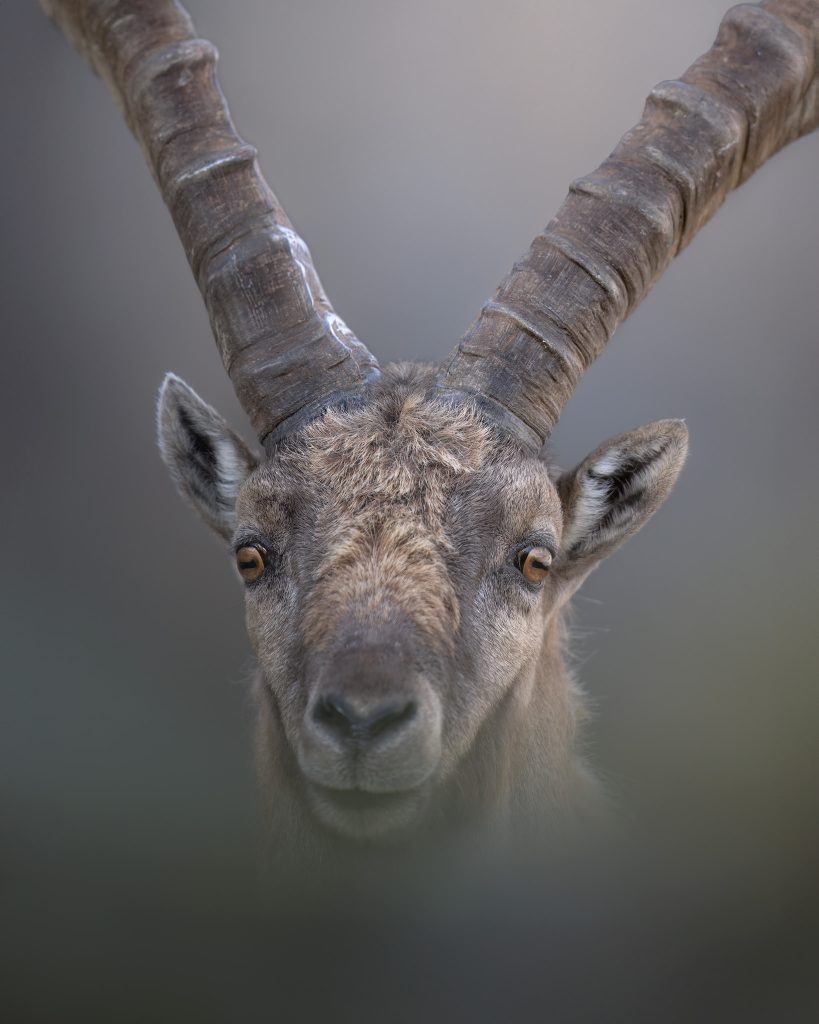 Workshop-estate-nel-parco-nazionale-dello-stelvio-fotografia-natralistica-stampecco-close-up