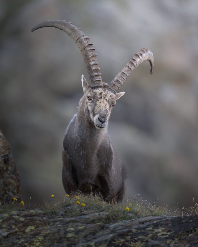 Workshop-estate-nel-parco-nazionale-dello-stelvio-fotografia-natralistica-stambecco-affacciato-alla-roccia