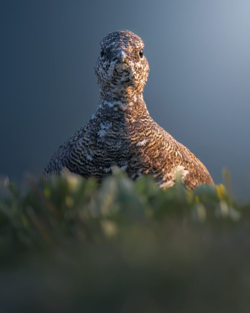 Workshop-estate-nel-parco-nazionale-dello-stelvio-fotografia-natralistica-pernice-piumaggio-estivo