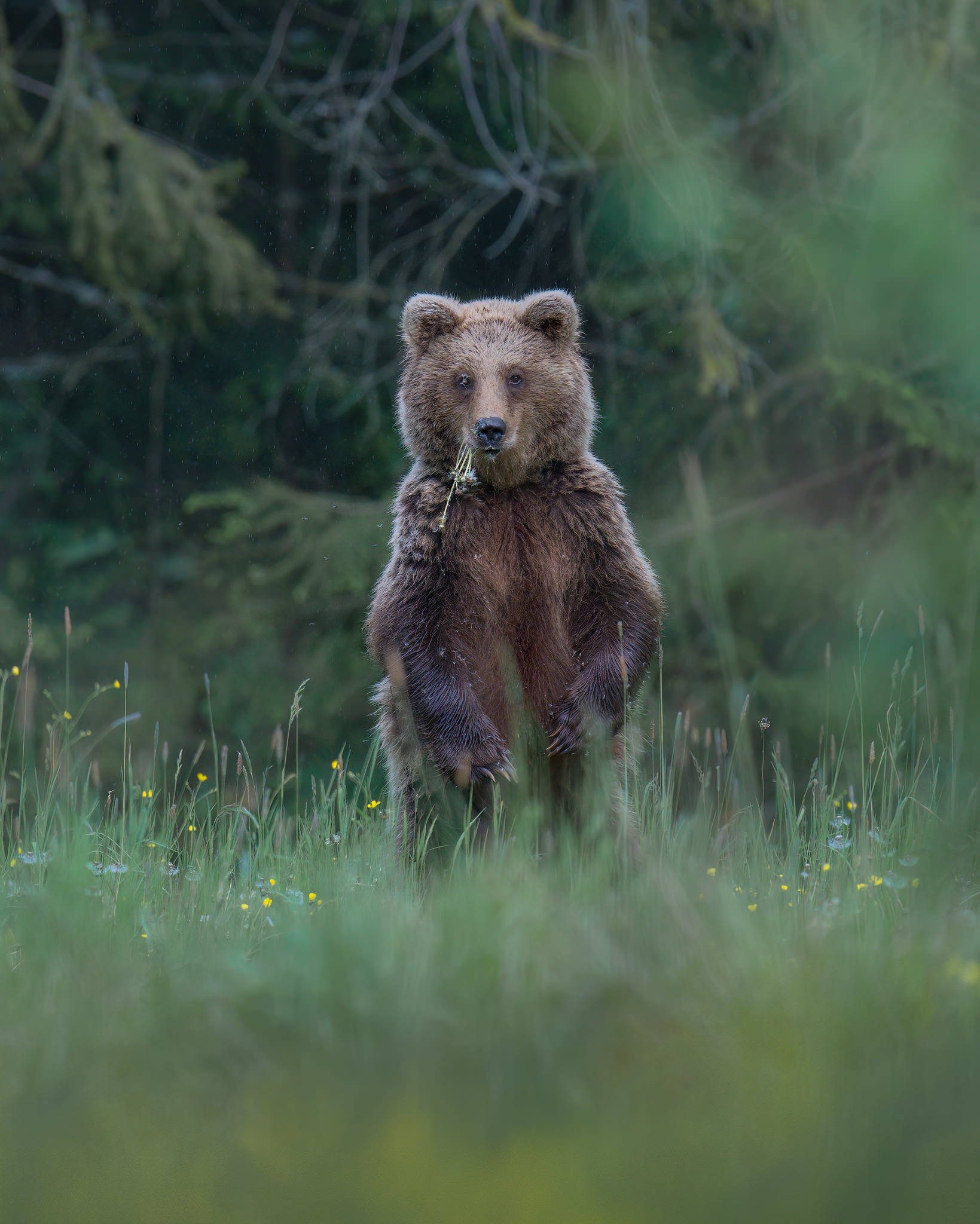 tour-fotografico-wild-bear-slovacchia-fotografia-naturalistica-orso-bruno-in-mezzo-ai-fiori-pollini