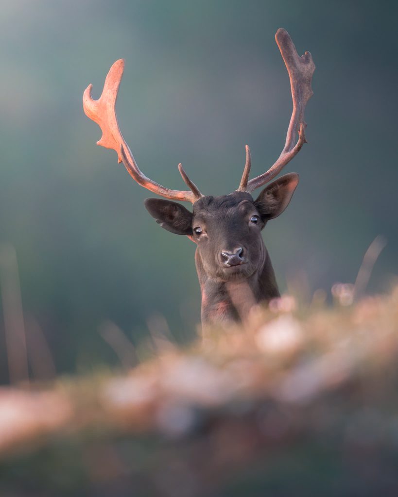 sessione-fotografica-Bramito-del-Daino-Monte-Catria-daino-maschio-adulto-curioso