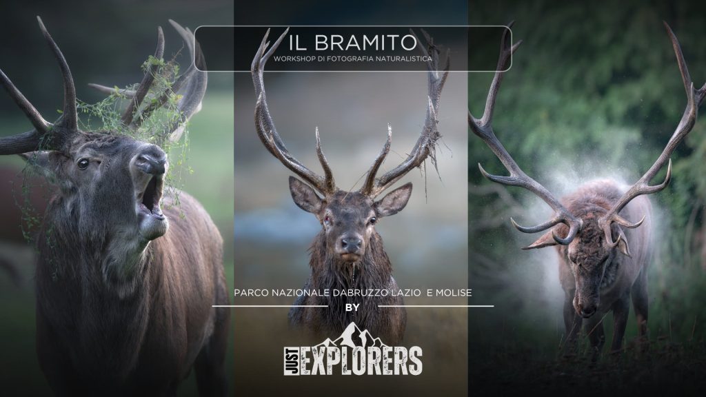 locandina-il-bramito-abruzzo-workshop-di-fotografia-naturalistica