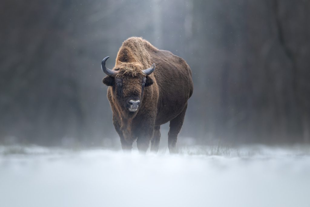 BISON-EXPEDITION-POLONIA-tour-fotografico-wild-life-bisonte-europeo-nella neve