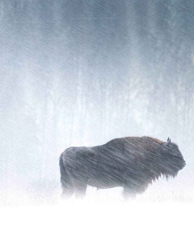 BISON-EXPEDITION-POLONIA-tour-fotografico-wild-life-bisonte-europeo-mentre-nevica