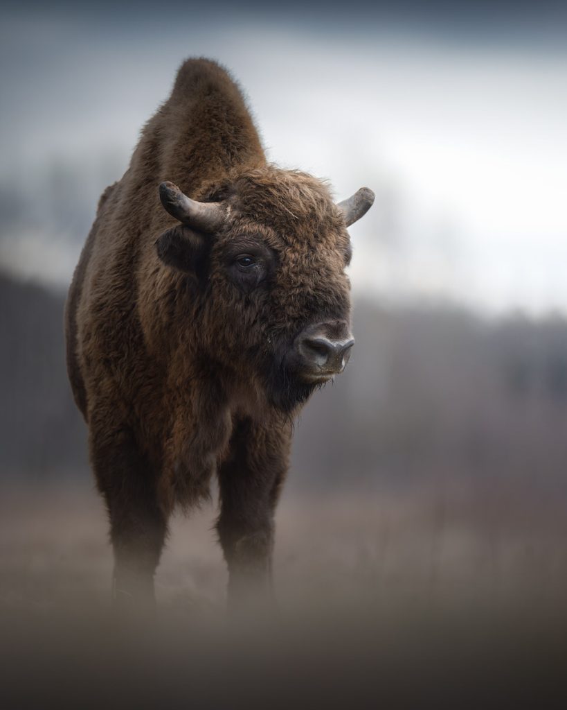 BISON-EXPEDITION-POLONIA-tour-fotografico-wild-life-bisonte-europeo-close-up