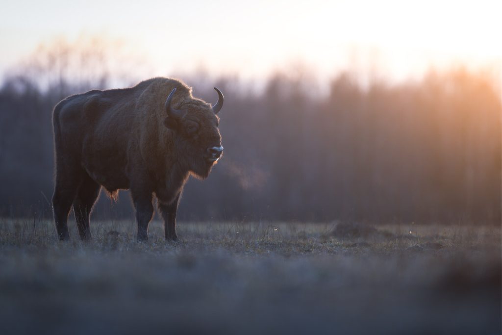 BISON-EXPEDITION-POLONIA-tour-fotografico-wild-life-bisonte-europeo-all'alba