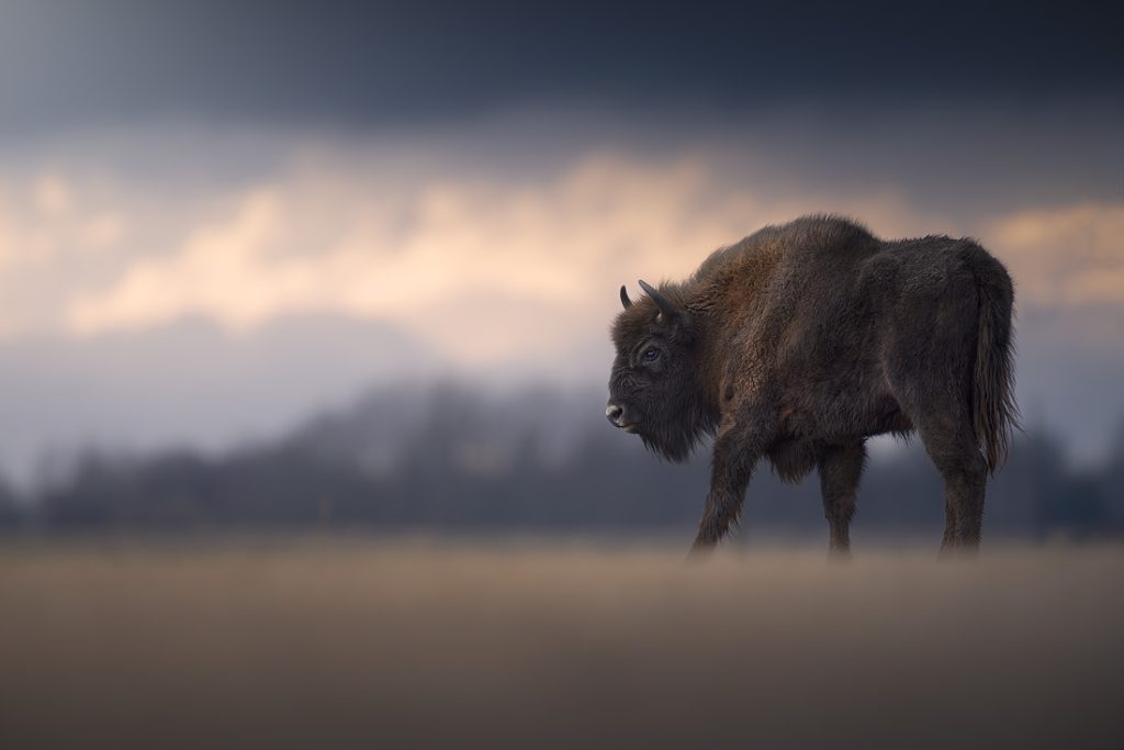BISON-EXPEDITION-POLONIA-tour-fotografico-wild-life-bisonte-europeo-giovane-in-movimento