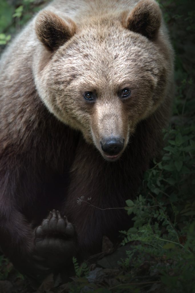 tour-fotografico-bear-week-romania-fotografia-naturalistica-orso-bruno-adulto-close-up