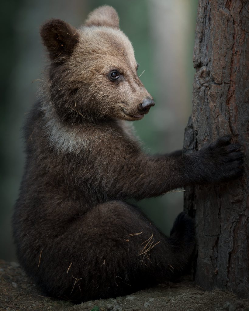 tour-fotografico-bear-week-romania-fotografia-naturalistica-orso-bruno-cucciolo-arrampicato-su-albero