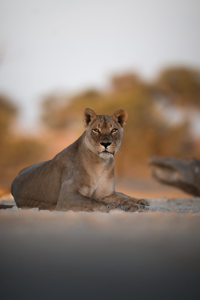 LION-KALAHARI-PHOTO-TOUR-south-africa-desert-una-leonessa-che-riposa