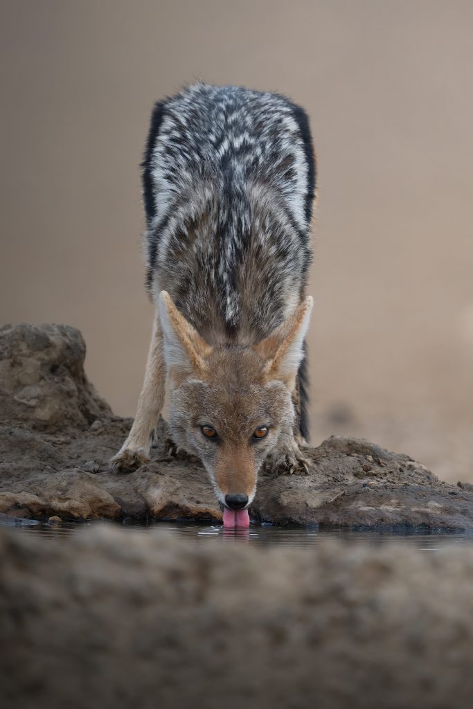 LION-KALAHARI-PHOTO-TOUR-south-africa-desert-sciacallo-che-beve