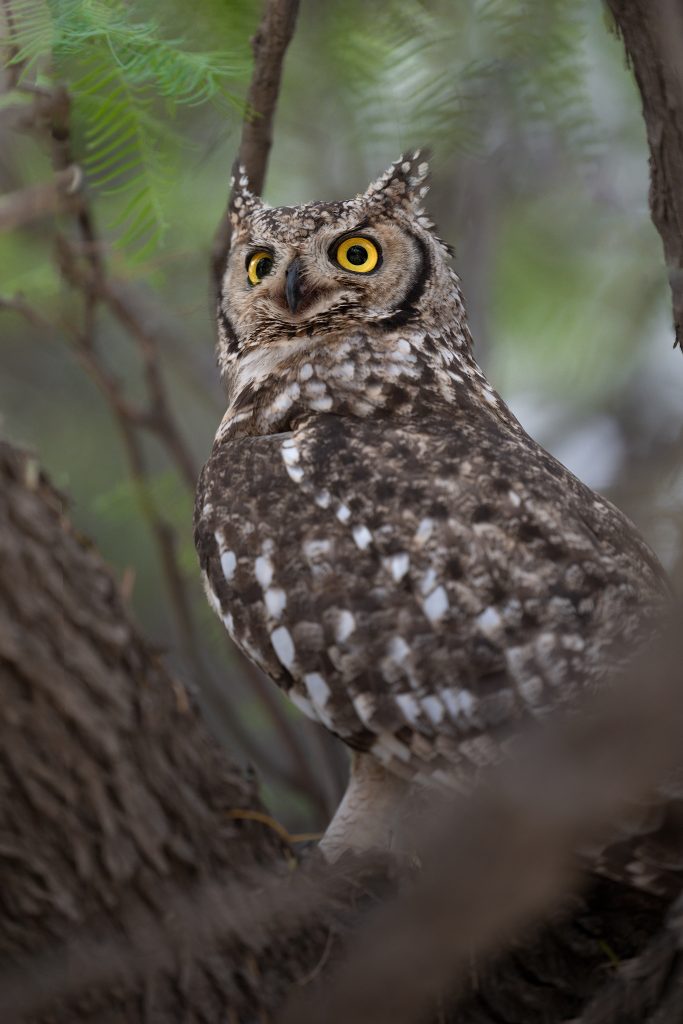 LION-KALAHARI-PHOTO-TOUR-south-africa-desert-gufo