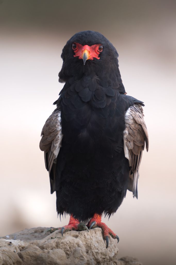 LION-KALAHARI-PHOTO-TOUR-south-africa-desert-falco-giocoliere