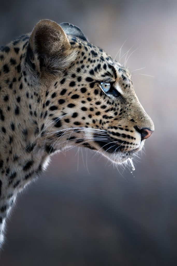 LION-KALAHARI-PHOTO-TOUR-south-africa-desert-leopardo-di-profilo