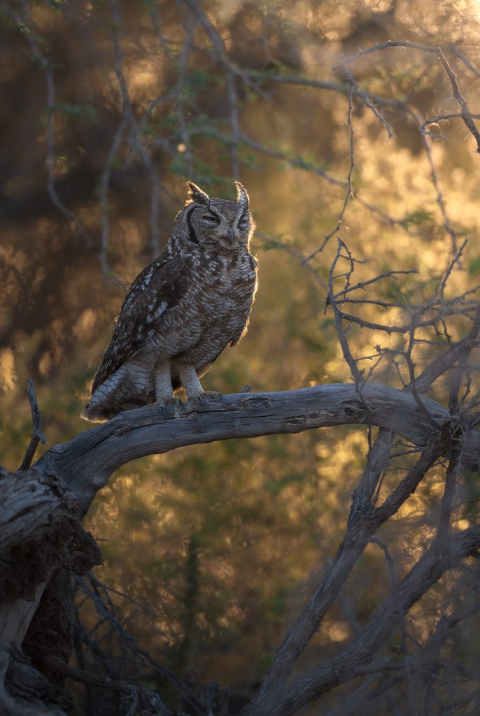 LION-KALAHARI-PHOTO-TOUR-south-africa-desert-gufo