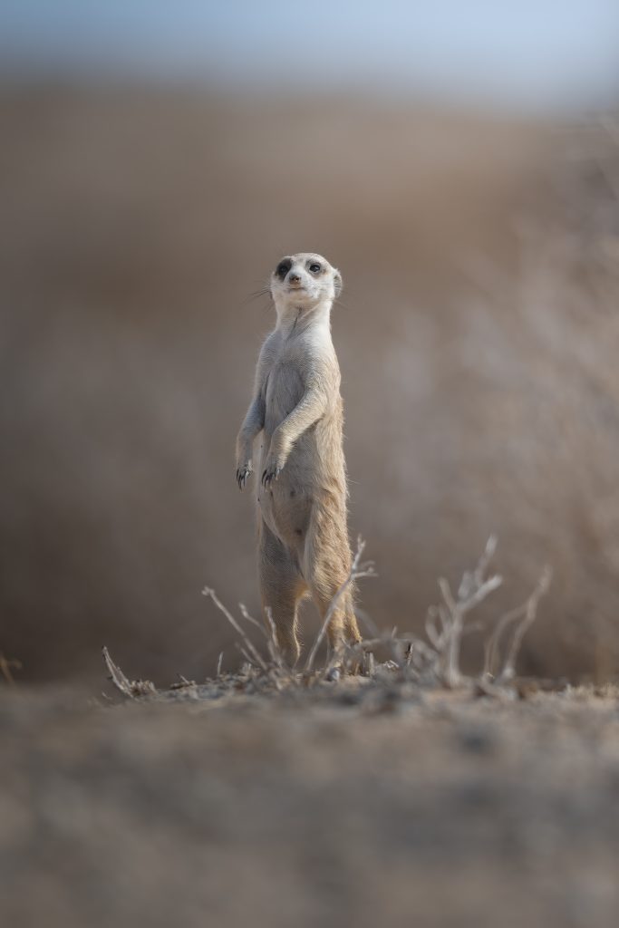 LION-KALAHARI-PHOTO-TOUR-south-africa-desert-suricato-in-guardia